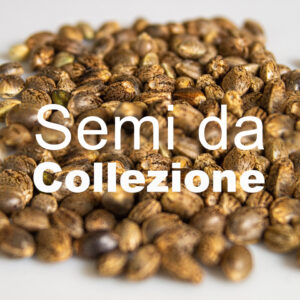 Semi da collezione
