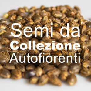 Autofiorenti