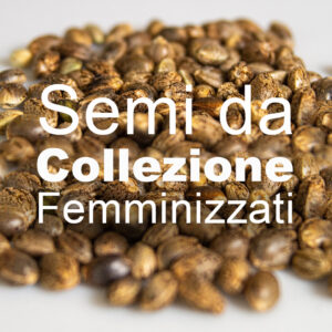 Femminizzati